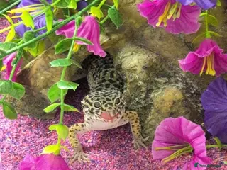 Gecko reptiles Leapord gecko for sale!! - Advert 6