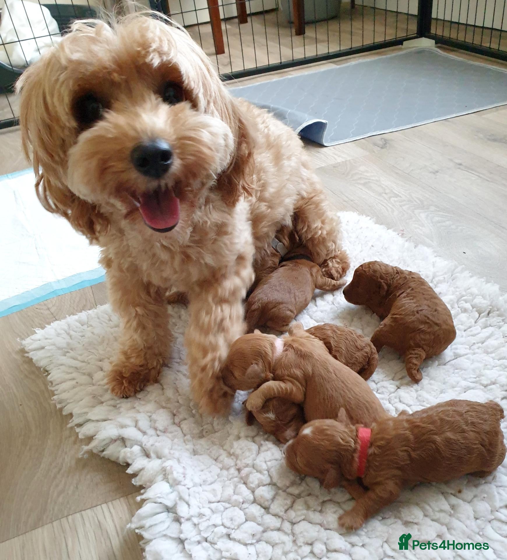 Coton De Tulear dogs for sale: Cotonoodle/Cotonpoo's DNA tested parents - Advert 3