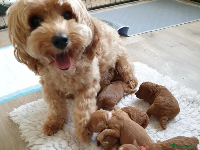 Coton De Tulear dogs for sale: Cotonoodle/Cotonpoo's DNA tested parents - Advert 3