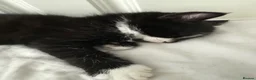 Mixed Breed cats for sale: Cute, healthy & playful kittens 7weeks in London - Advert 4