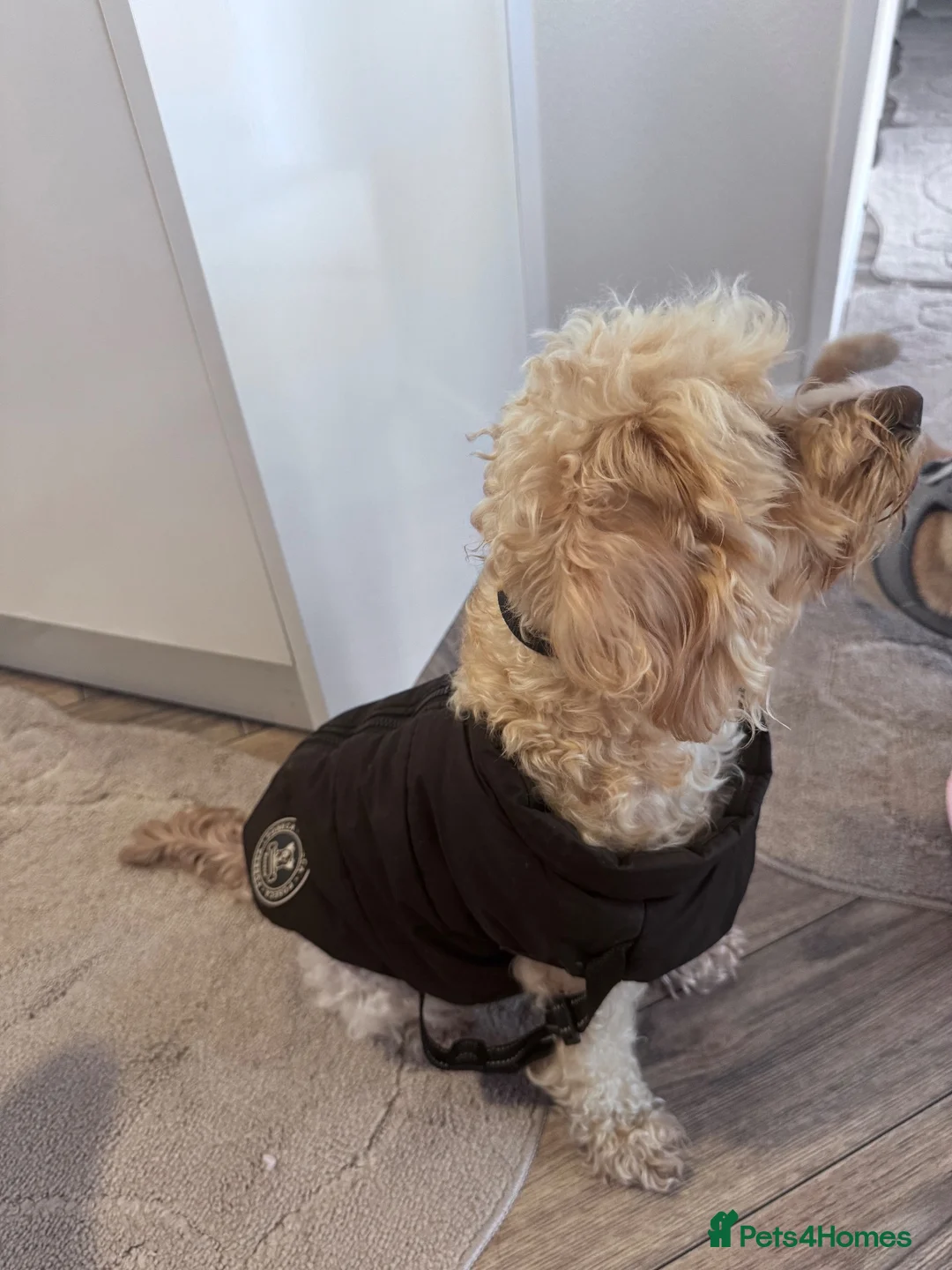 Cockapoo dogs for sale: Cockapoo for sale 3 years old  in West Drayton - Advert 6
