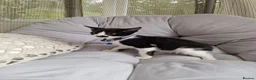 Domestic Shorthair cats for sale: Friendly, cute kittens ready for new homes - Advert 7
