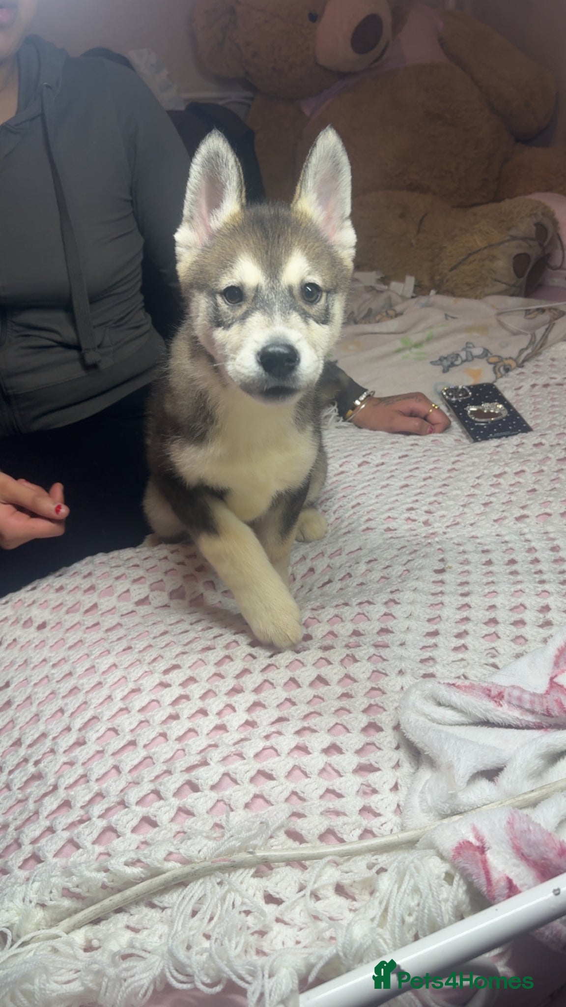 Siberian Husky dogs Siberian husky puppies  - Advert 8