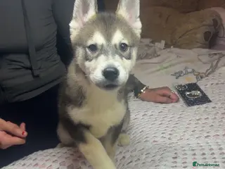 Siberian Husky dogs Siberian husky puppies - Advert 5