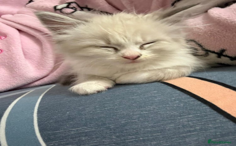 Ragdoll cats MALE RAGDOLL *AVAILABLE* - Advert 2