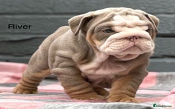 English Bulldog dogs for sale: Outstanding English bulldog puppies - Image 27