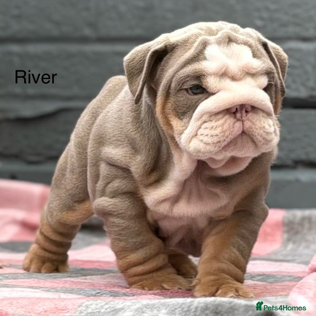 English Bulldog dogs for sale: Outstanding English bulldog puppies - Image 27