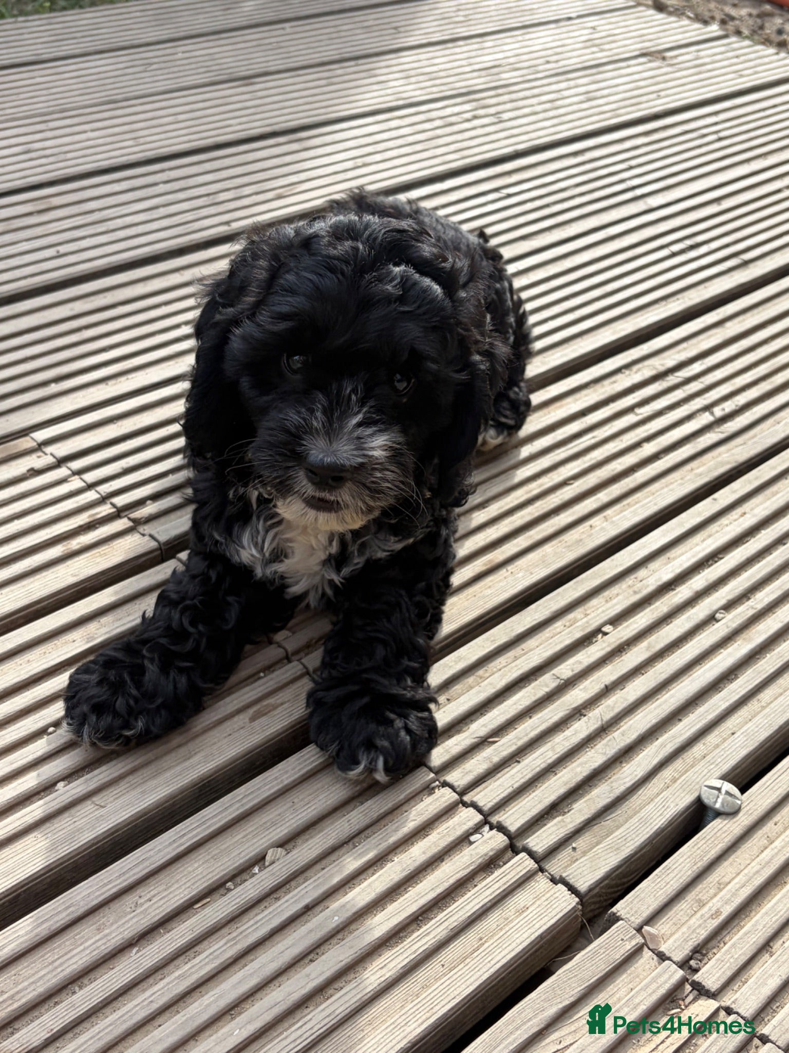 Cockapoo dogs **READY NOW** F1 Cockapoo Pups  - Advert 2