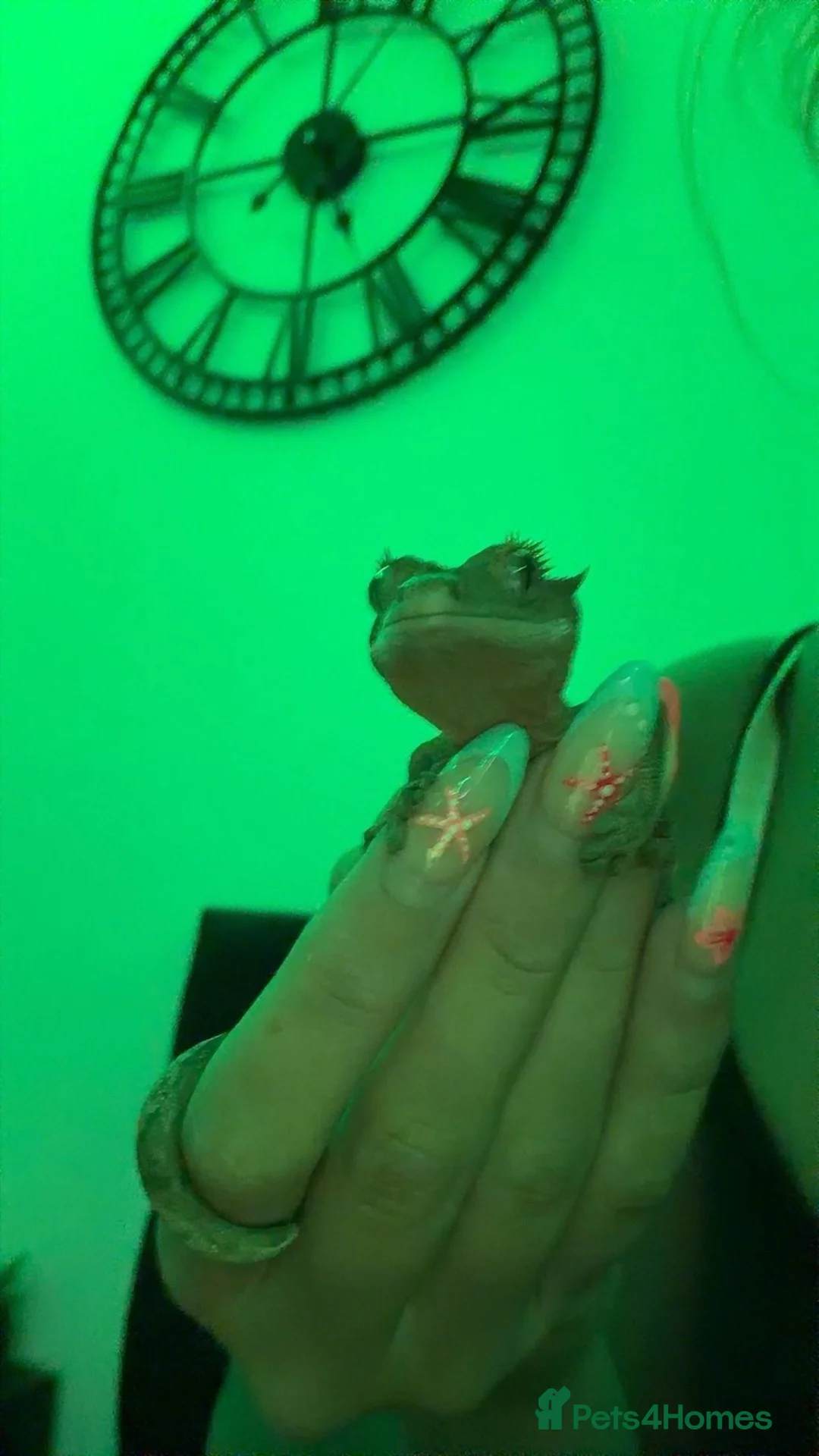 Gecko reptiles for sale: Crested Gecko + full enclosure  in Brackley - Advert 6