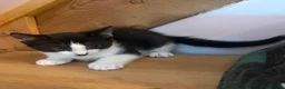 Mixed Breed cats for sale: Stunning polydactyl kittens - Advert 19