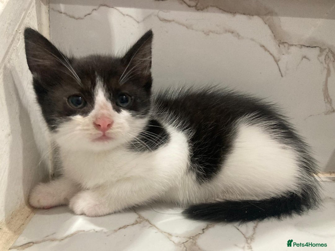 British Shorthair cats for sale: Beautiful kittens looking for new home  - Image 12
