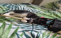 Mixed Breed cats for sale: Mr Shy  - Image 1