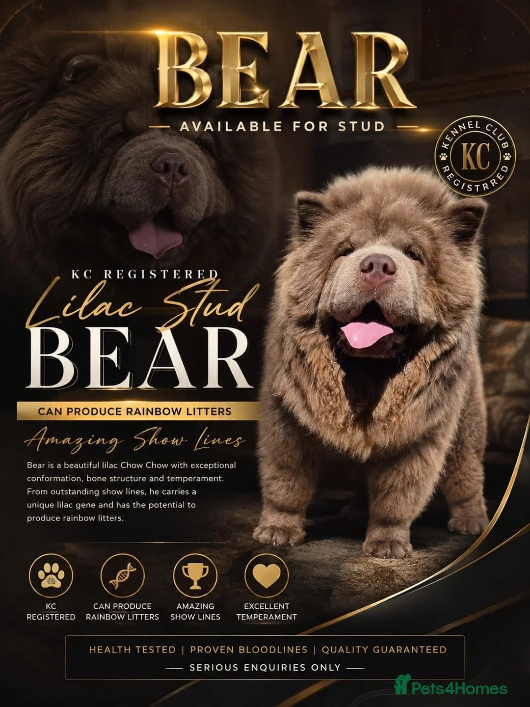 Chow Chow dogs for stud: Chow chow stud lilac - Advert 2