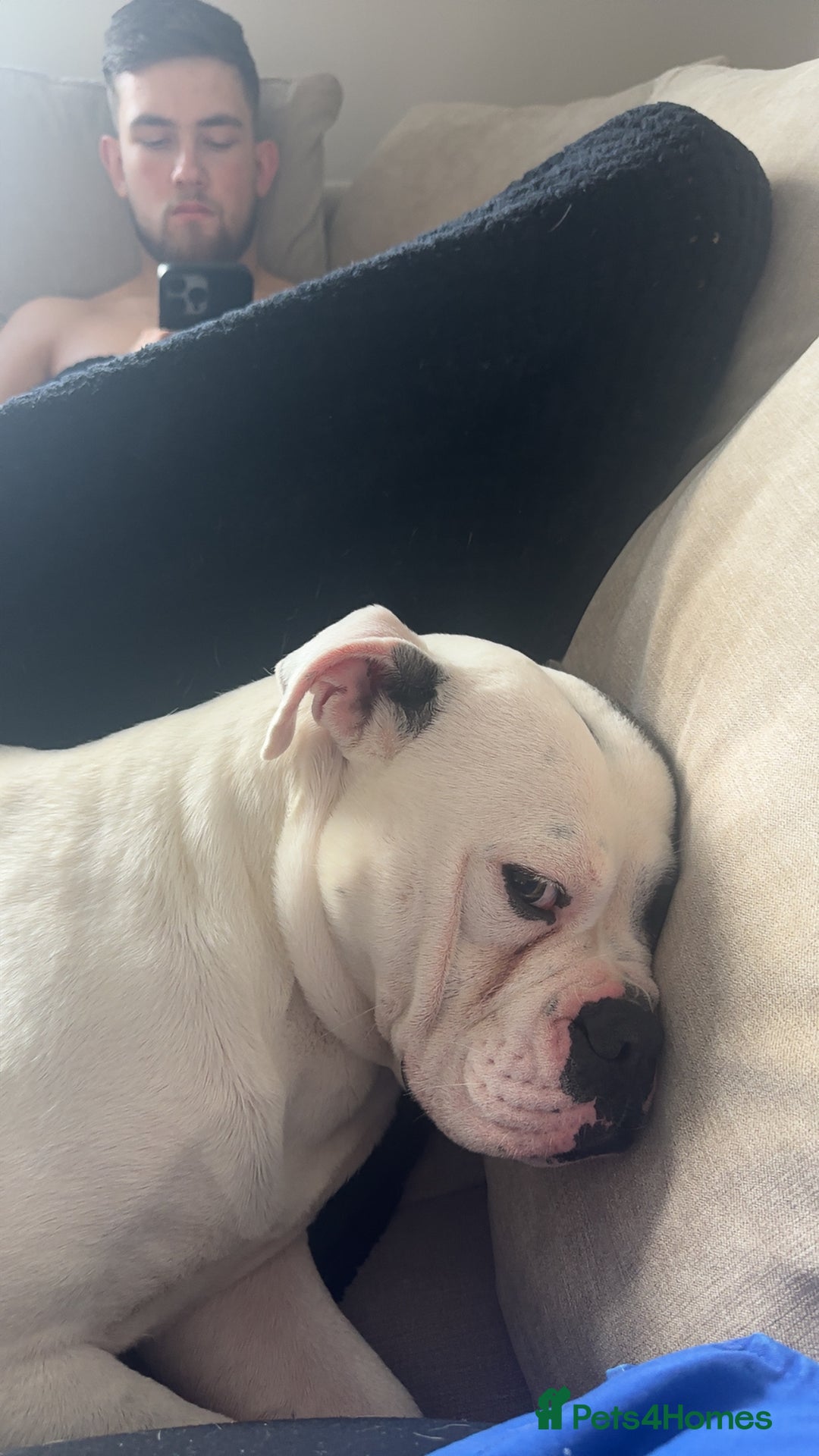 Old Tyme Bulldog dogs for sale: Bouver  - Image 2