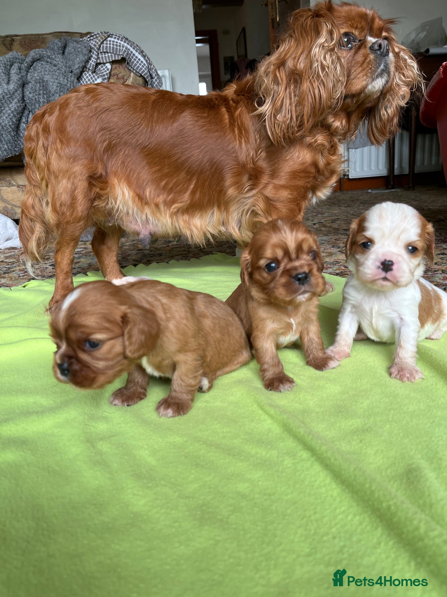 Cavalier King Charles Spaniel dogs King Charles Cavalier Puppies - Advert 1