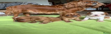 Cavalier King Charles Spaniel Puppy 1