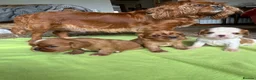 Cavalier King Charles Spaniel dogs for sale: King Charles Cavalier Puppies in Clitheroe - Advert 1