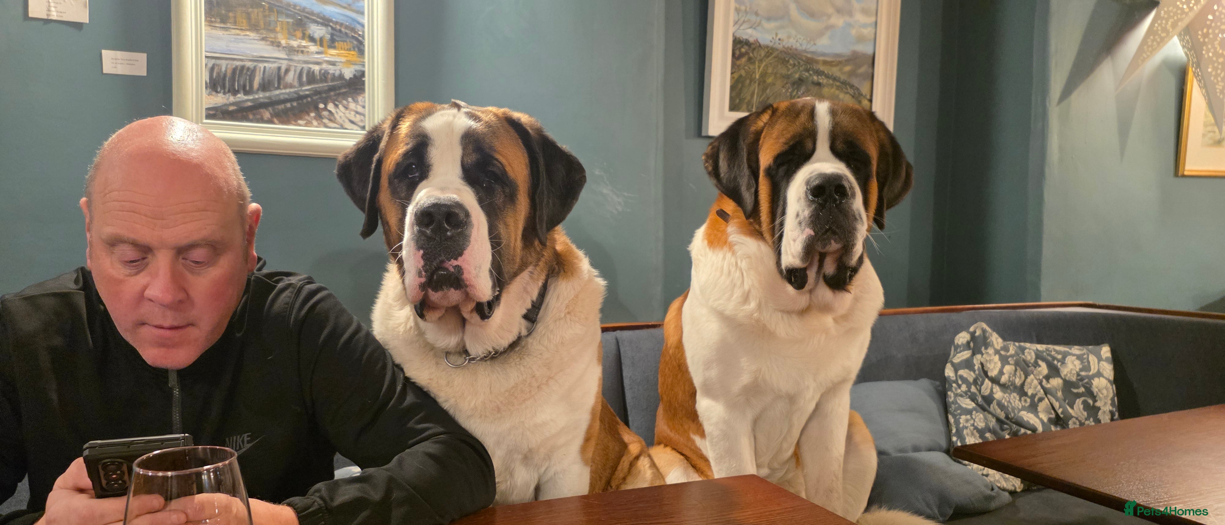 Saint Bernard dogs ^ Beautiful Saint Bernard Puppies - Advert 3