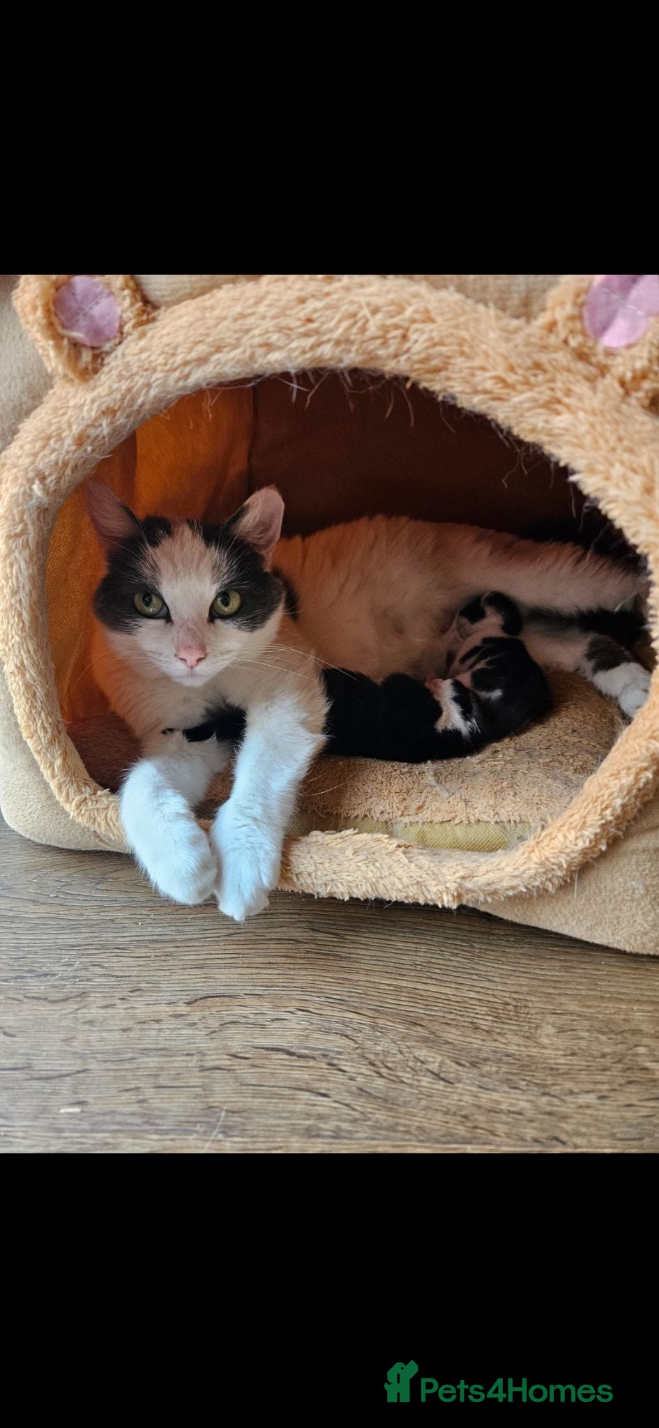 Mixed Breed cats Kitten for sale  - Advert 1
