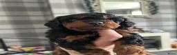 Cavapoo dogs for sale: F2 cavapoo puppies in Halifax - Advert 6