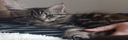 Mixed Breed cats for sale: Male Maine Coon x Norwegian Forest Kitten - Advert 3
