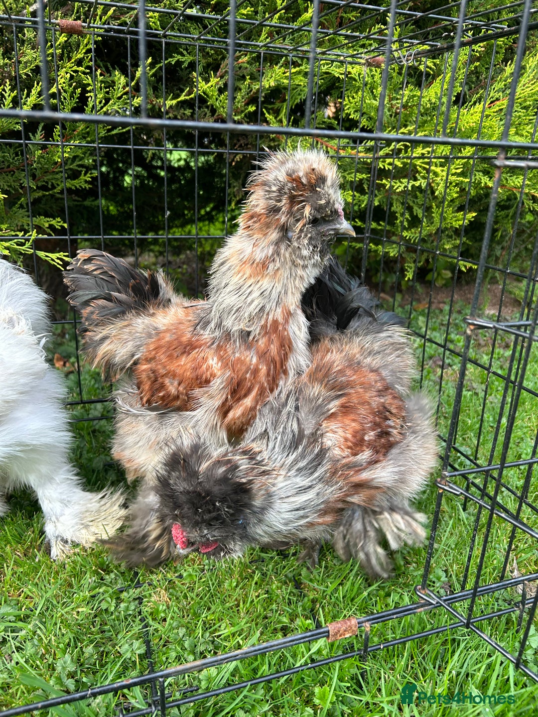 Chickens poultry for sale: Looking to Rehome 3 silkies Boys , 3 months old  - Advert 4