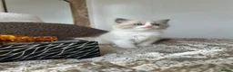 Ragdoll cats for sale: Adorable Ragdolls Babies 🌸🌸🌸 - Advert 21