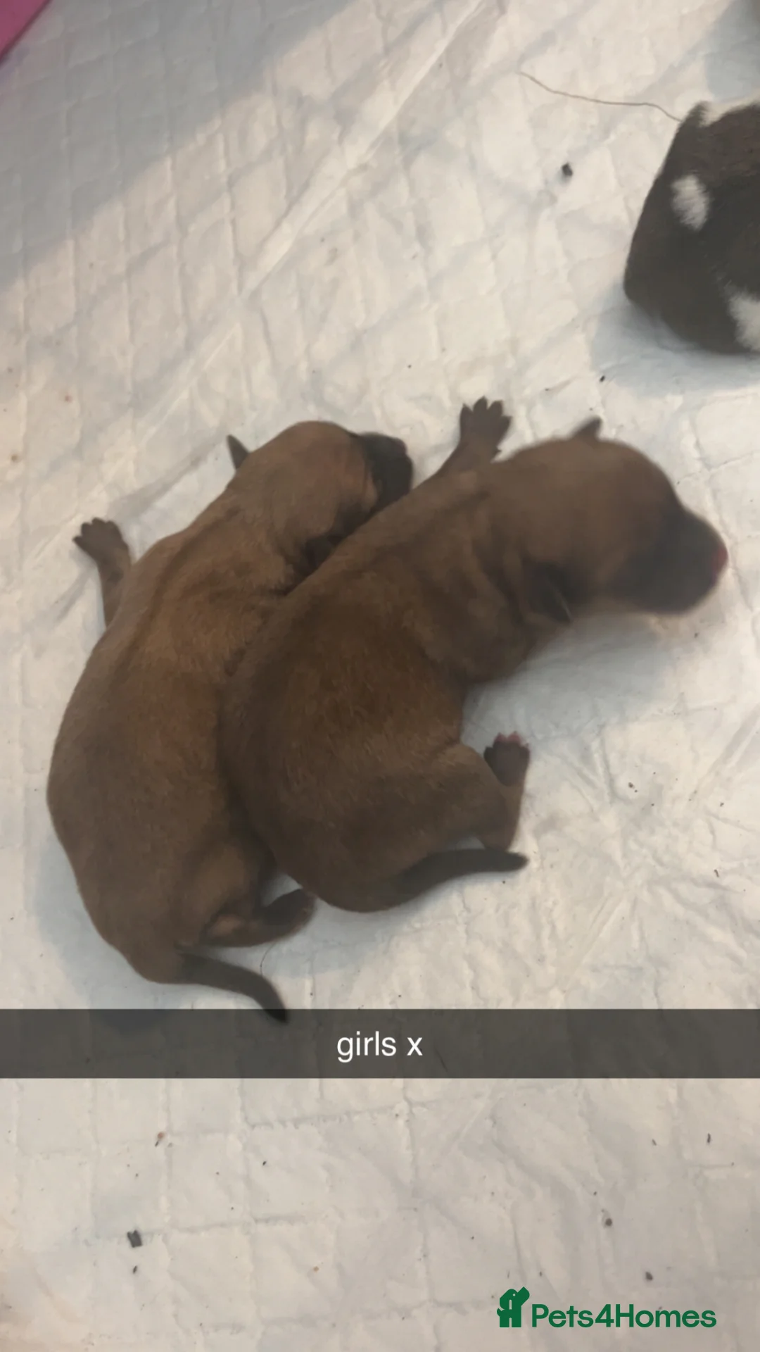 Chug dogs for sale: chugs  - Advert 2