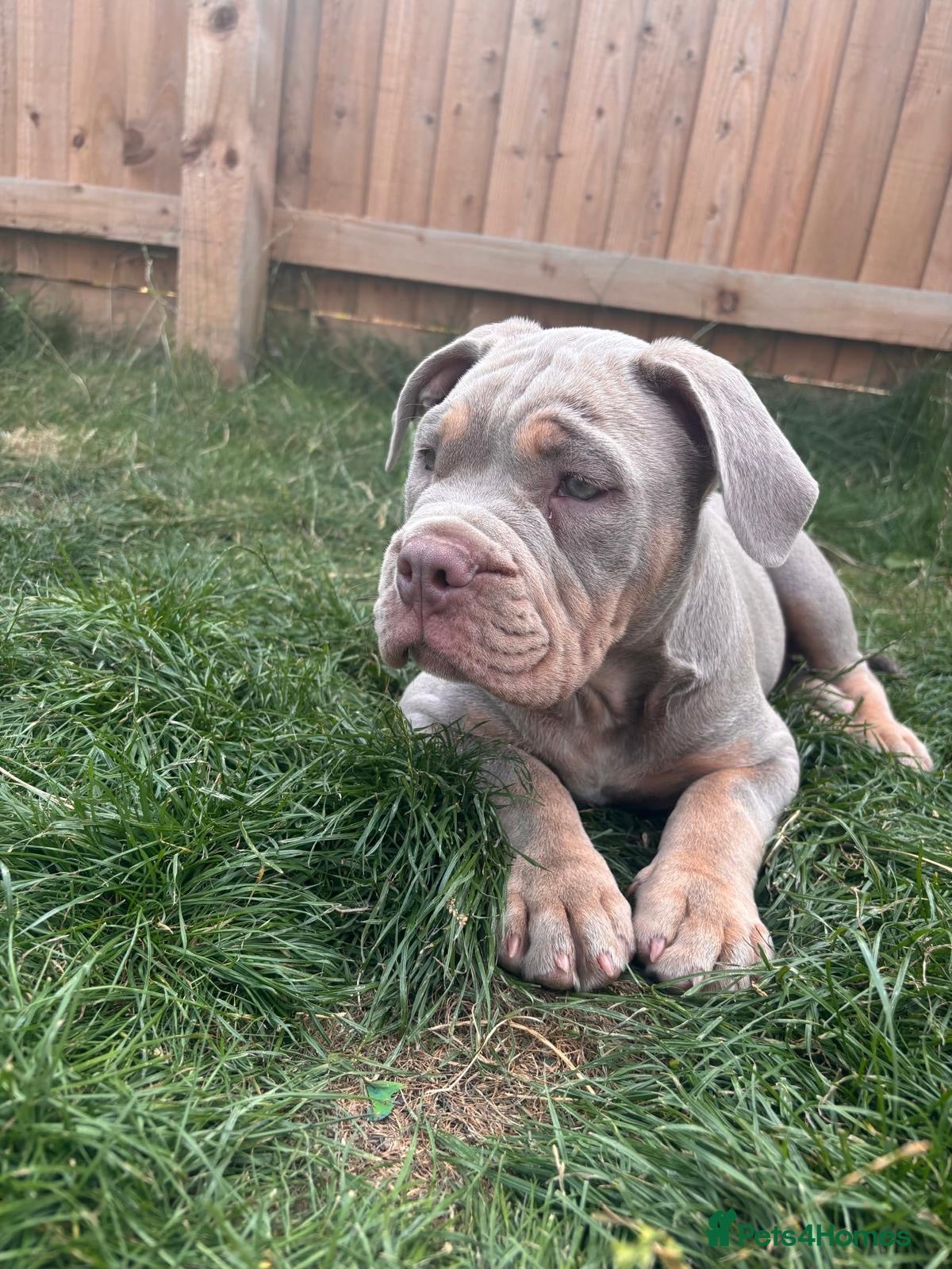 Mixed Breed dogs English bulldog cross pocket bully  - Advert 8