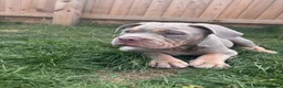 Mixed Breed dogs for sale: English bulldog cross pocket bully  - Advert 1