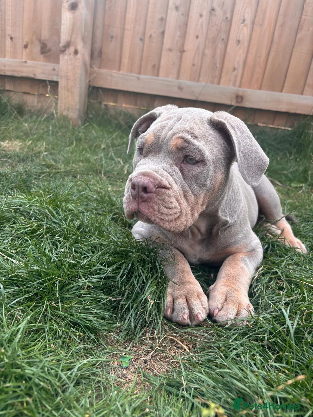 Mixed Breed dogs for sale: English bulldog cross pocket bully  - Advert 1