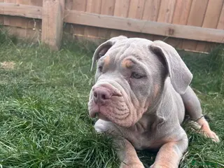 Mixed Breed dogs English bulldog cross pocket bully - Advert 8