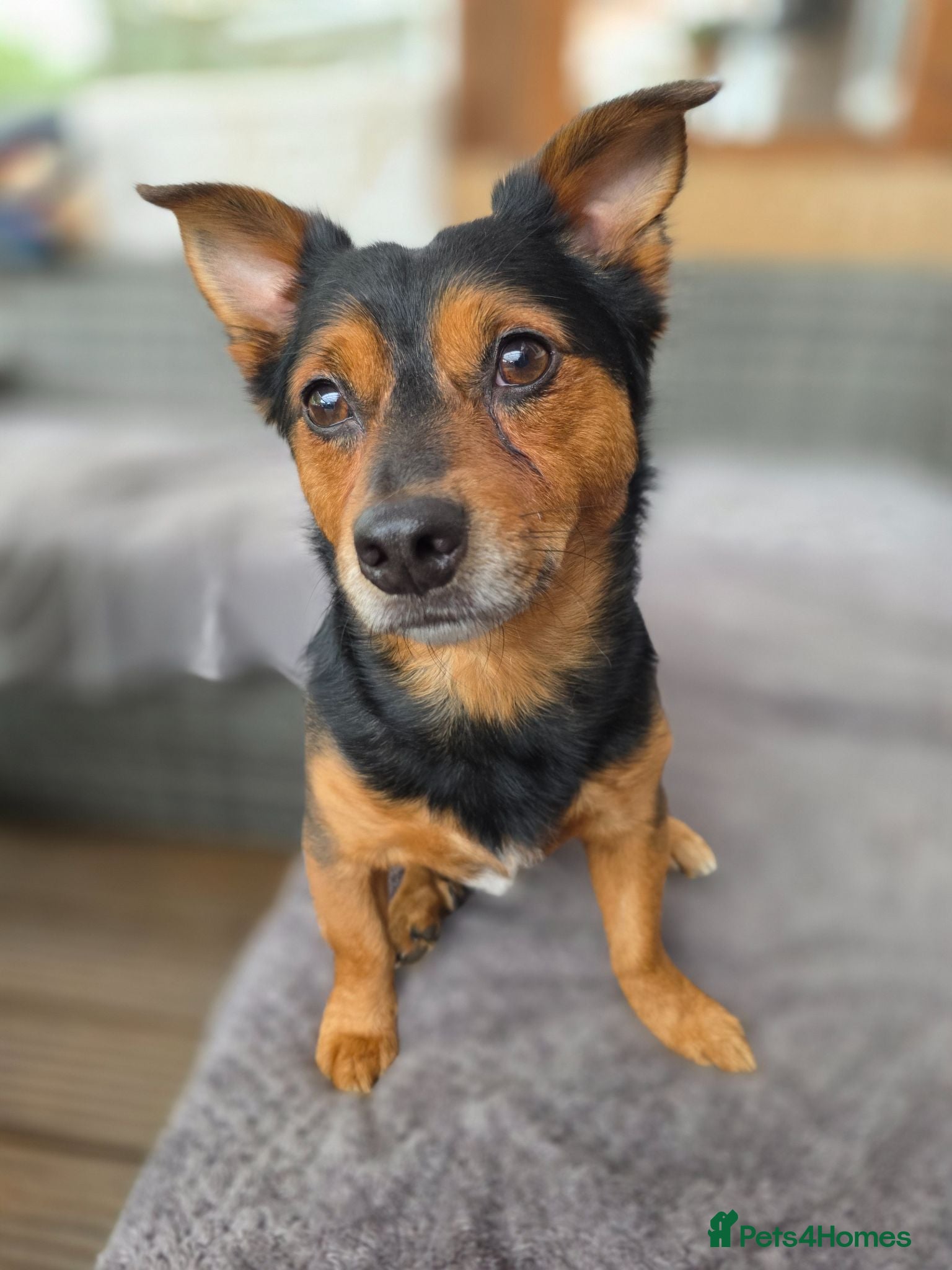 Chiweenie dogs Lovely 3 year old Diego for Rehoming 🐾💙 - Advert 9
