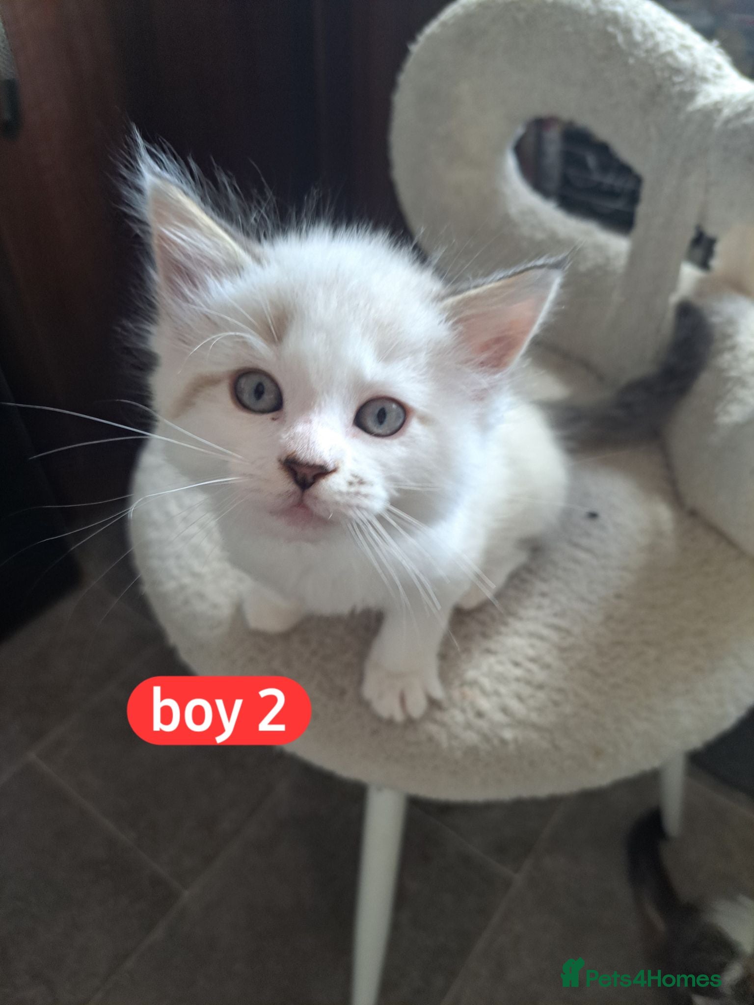 Mixed Breed cats 💜3 beautiful kittens Maine coon mix Ragdoll  🍭 - Advert 1