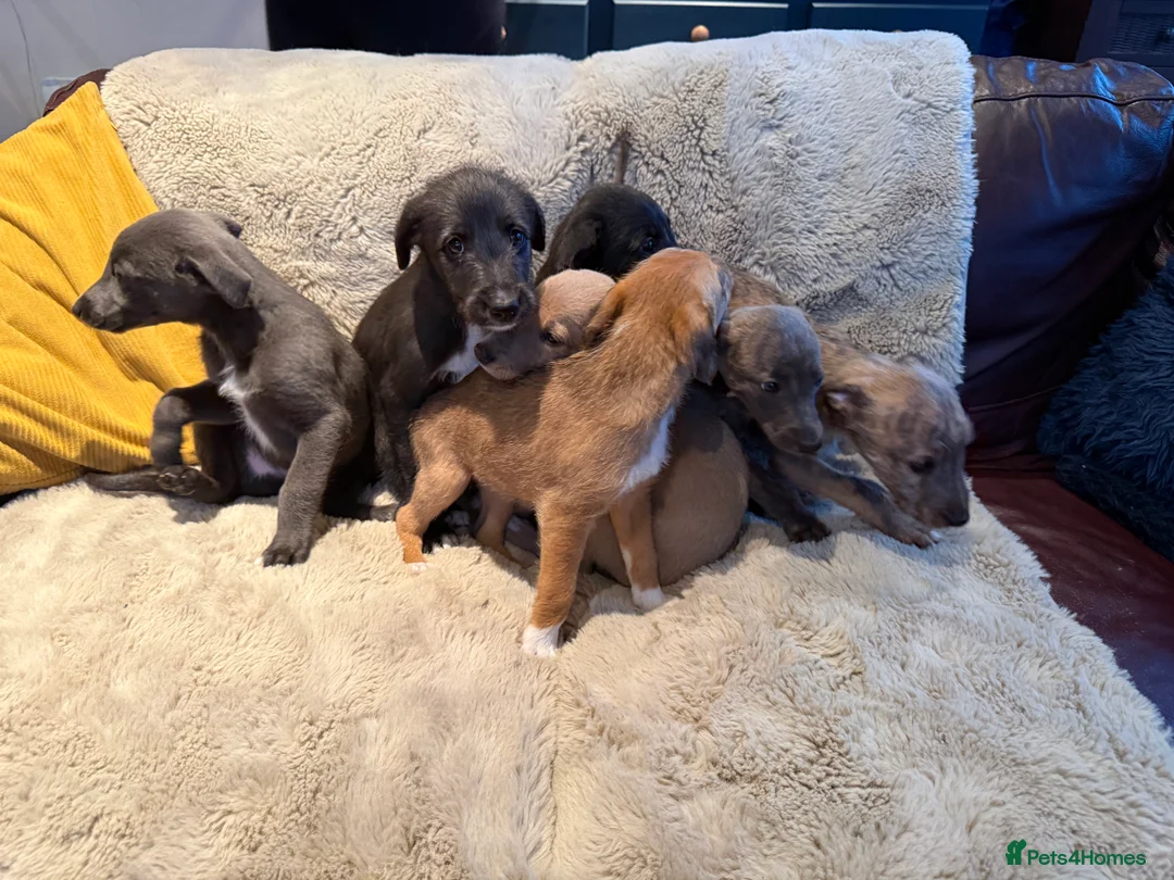 Mixed Breed dogs for sale: Bedlington/Whippet/Lurcher puppies - Advert 6