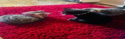 Mixed Breed cats for sale: Kittens for sale - Advert 4