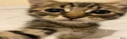 Bengal cats for sale: Gorgeous male bengal kitten - Advert 1