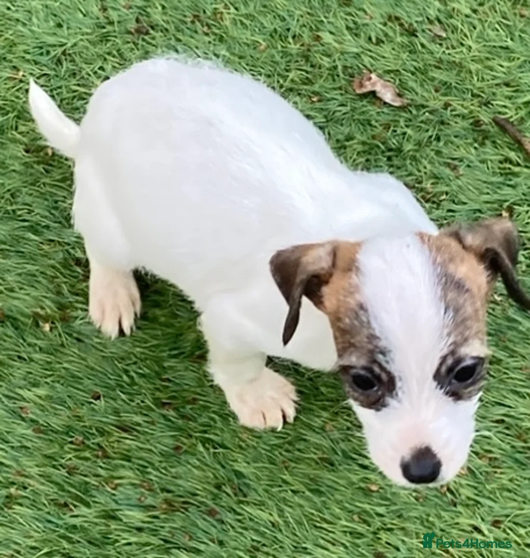 Jack Russell dogs for sale: 4 jack Russel boys  - Advert 6