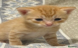 Domestic Shorthair cats for sale: Our babies looking for their forever lovely home - Image 8