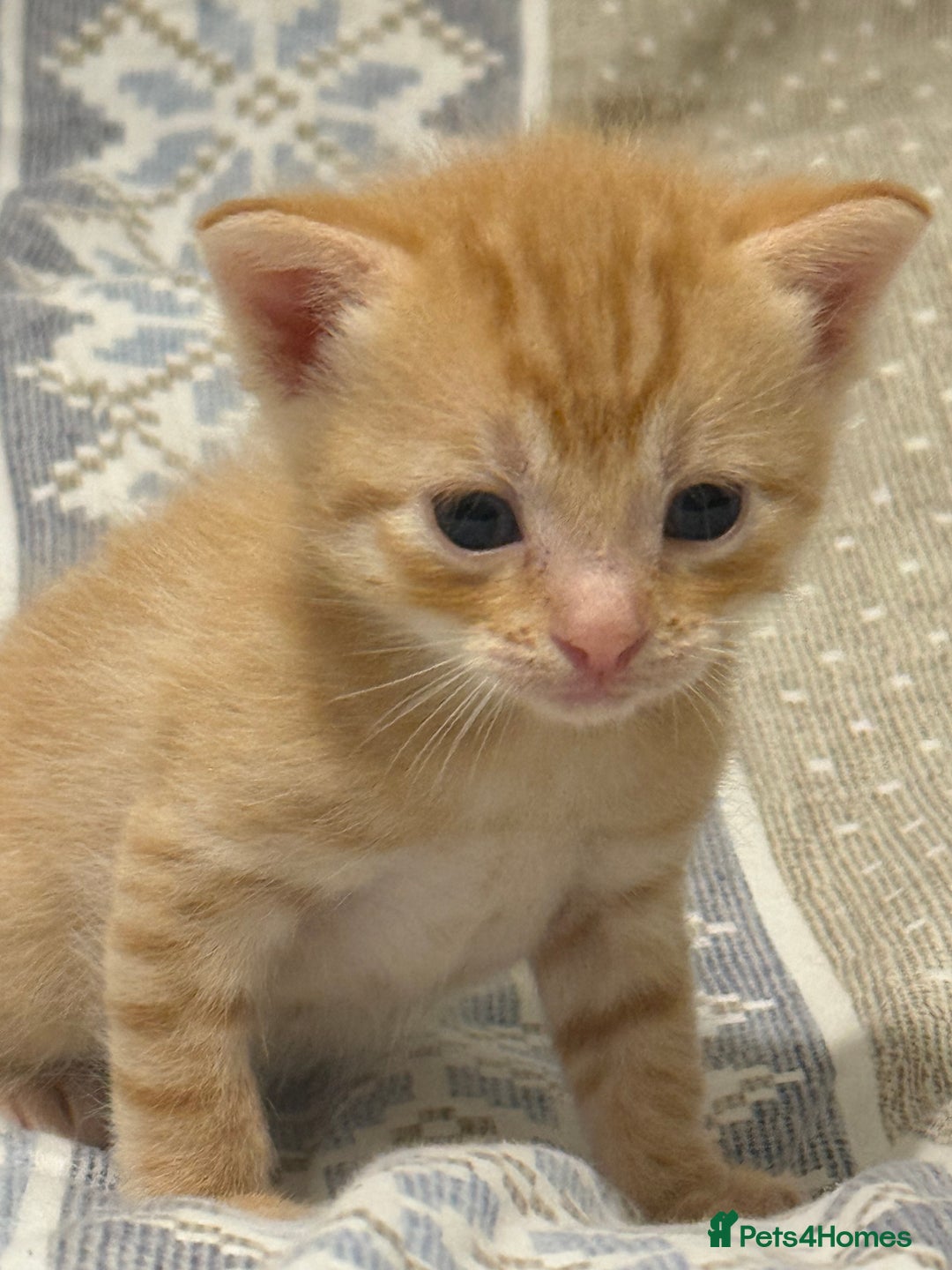 Domestic Shorthair cats for sale: Our babies looking for their forever lovely home - Image 8