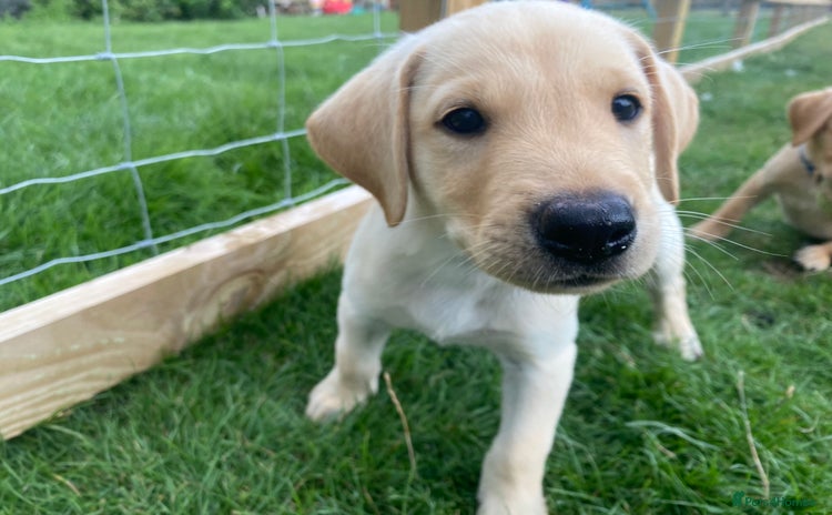 Labrador Retriever dogs - Advert 5