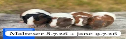 Guinea Pig rodents for sale: Baby male guinea pigs ready now - Advert 3