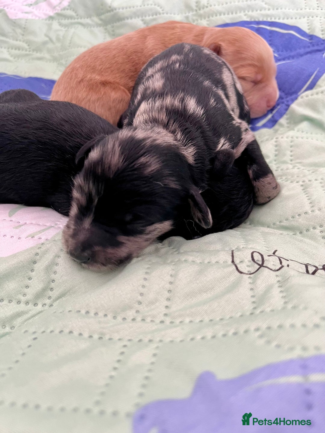 Mixed Breed dogs for sale: Tibetan Doodle Puppies 2 Boys 1 Girl - Image 8