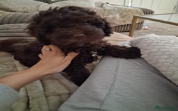 Cockapoo dogs for sale: Beautiful cockapoo for sale - Image 1