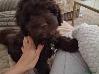 Cockapoo dogs - Advert 3