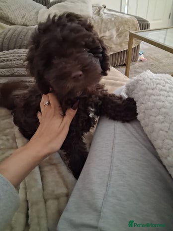 Cockapoo dogs - Advert 1