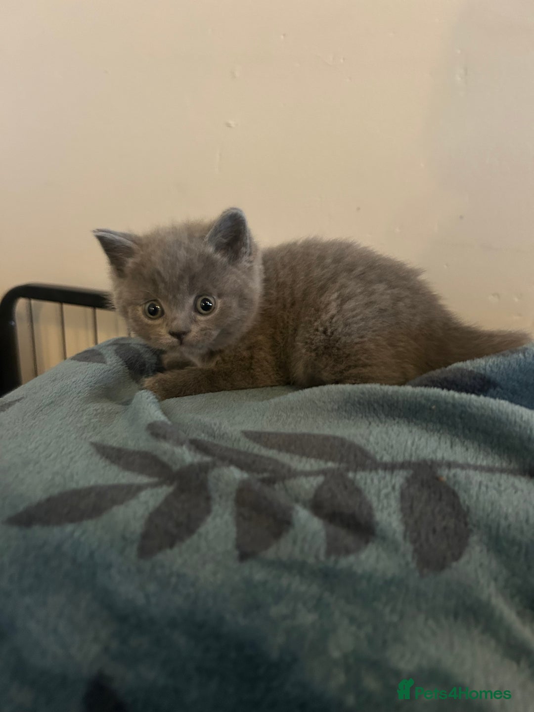 British Shorthair cats for sale:  British Shorthair Kittens – Ready Feb 2026 🐾 - Advert 6