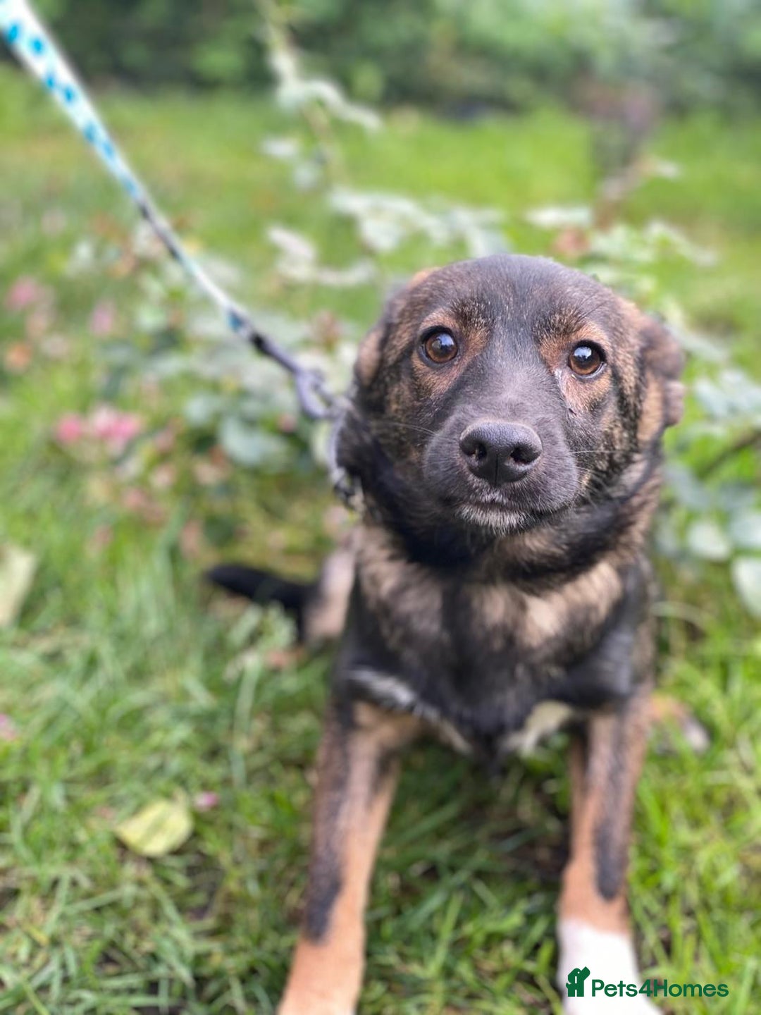 Mixed Breed dogs for adoption: 💖🐶 MIRRA 🐶💖 - Image 11