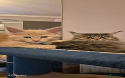 Maine Coon cats for sale: Maine Coon kittens Glasgow  - Image 22