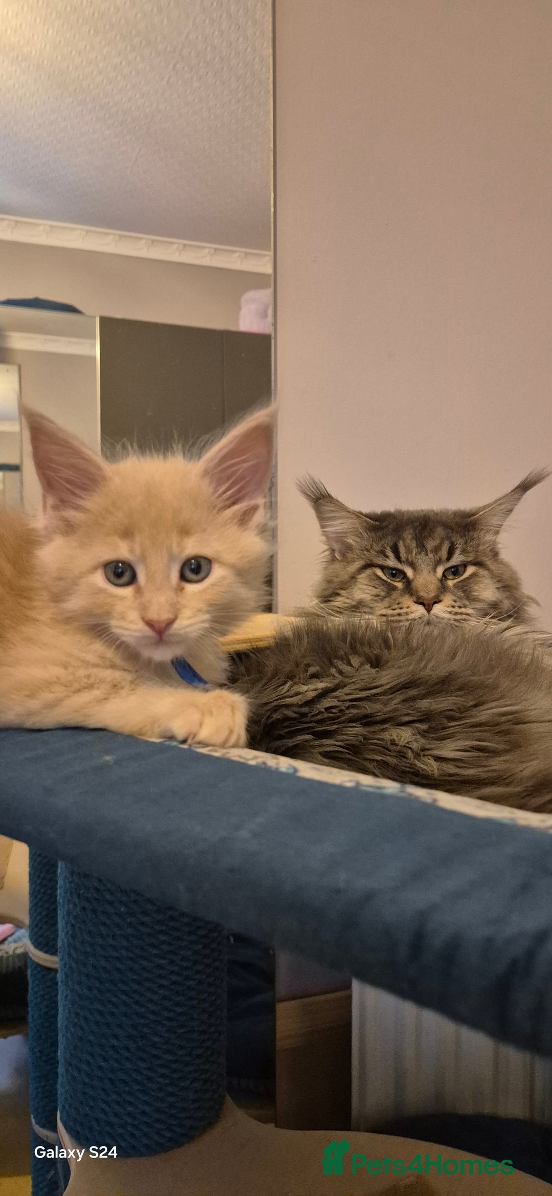 Maine Coon cats for sale: Maine Coon kittens Glasgow  - Image 22
